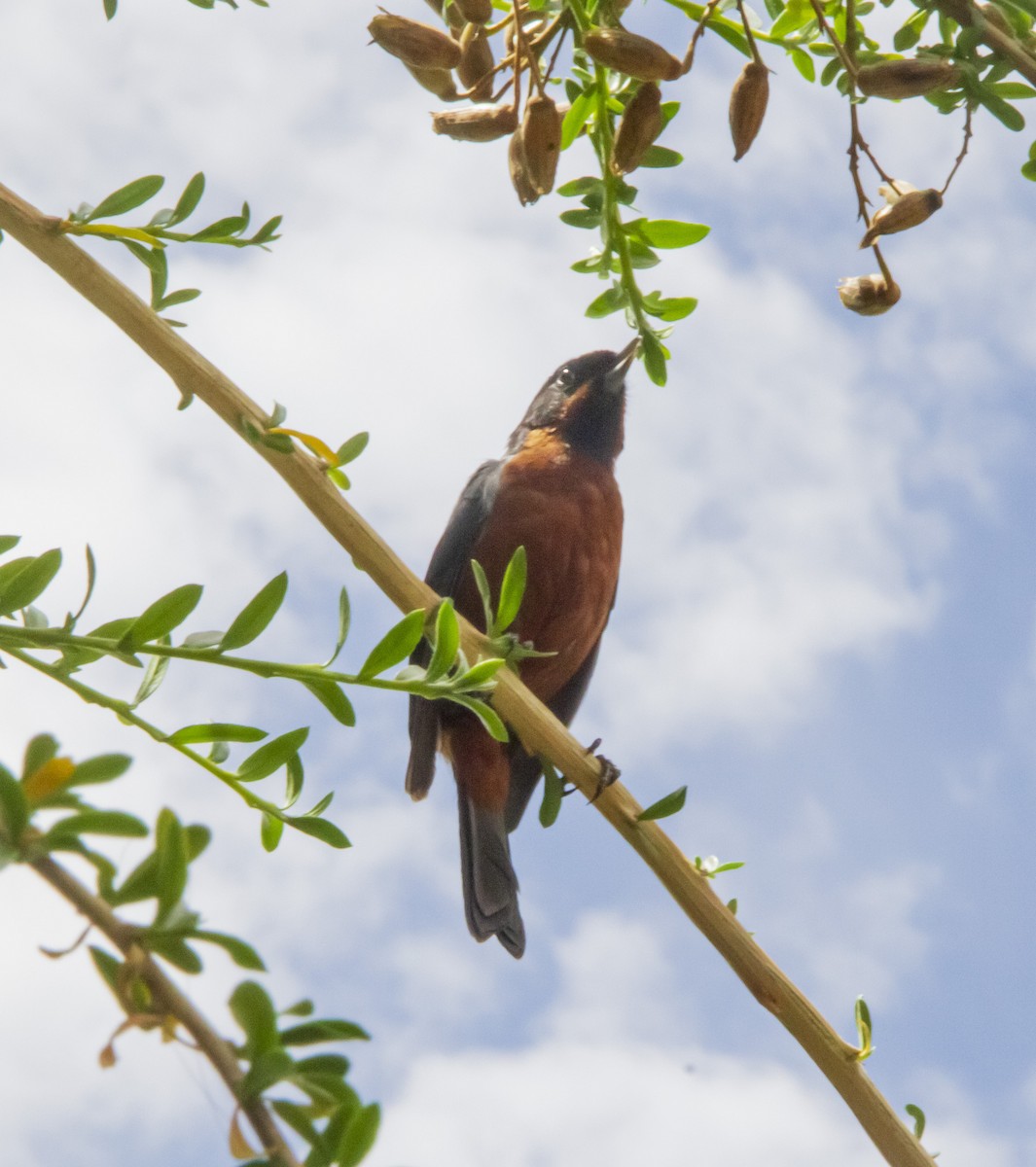 Black-throated Flowerpiercer - ML612905023