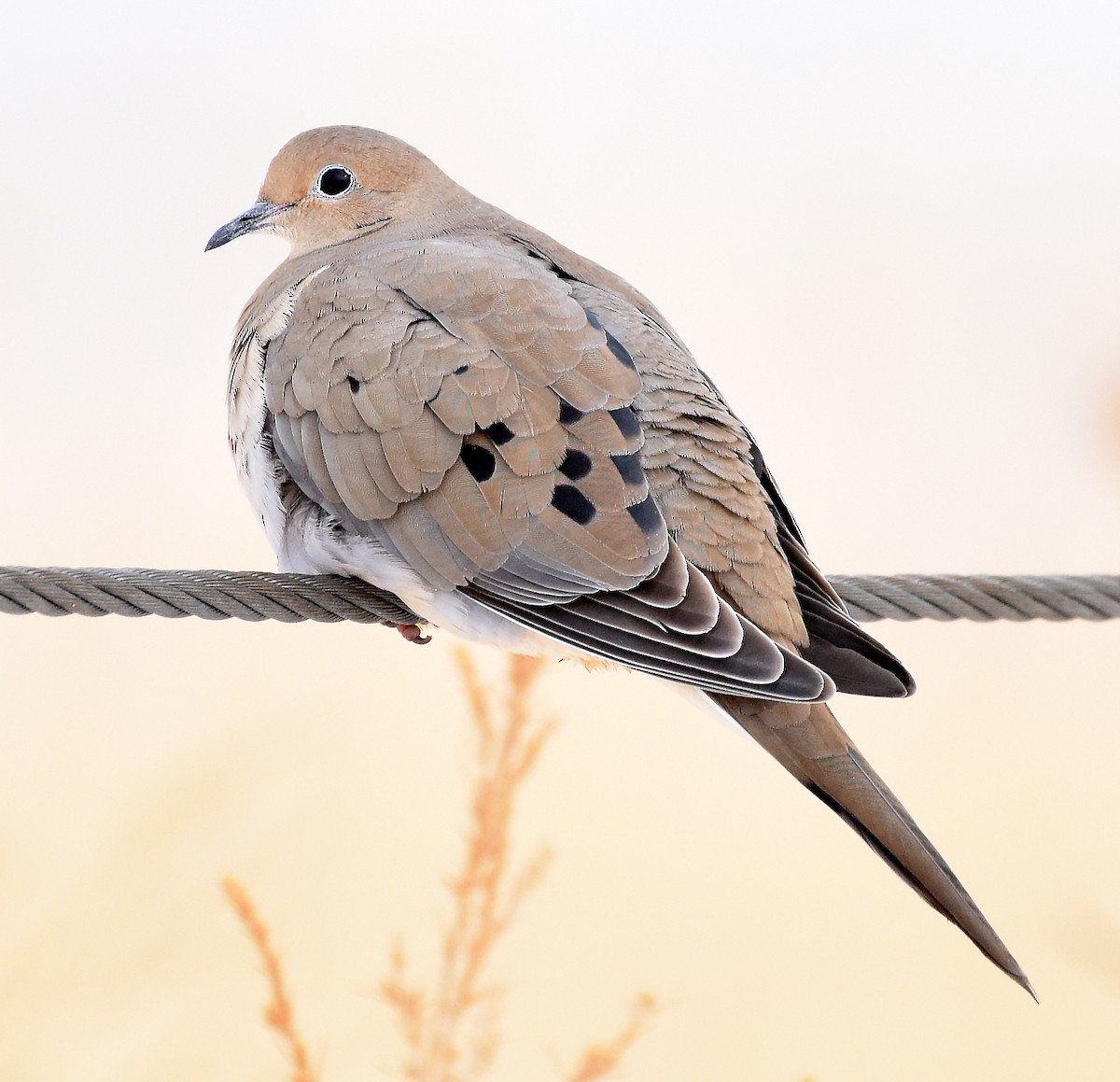 Mourning Dove - ML612905035