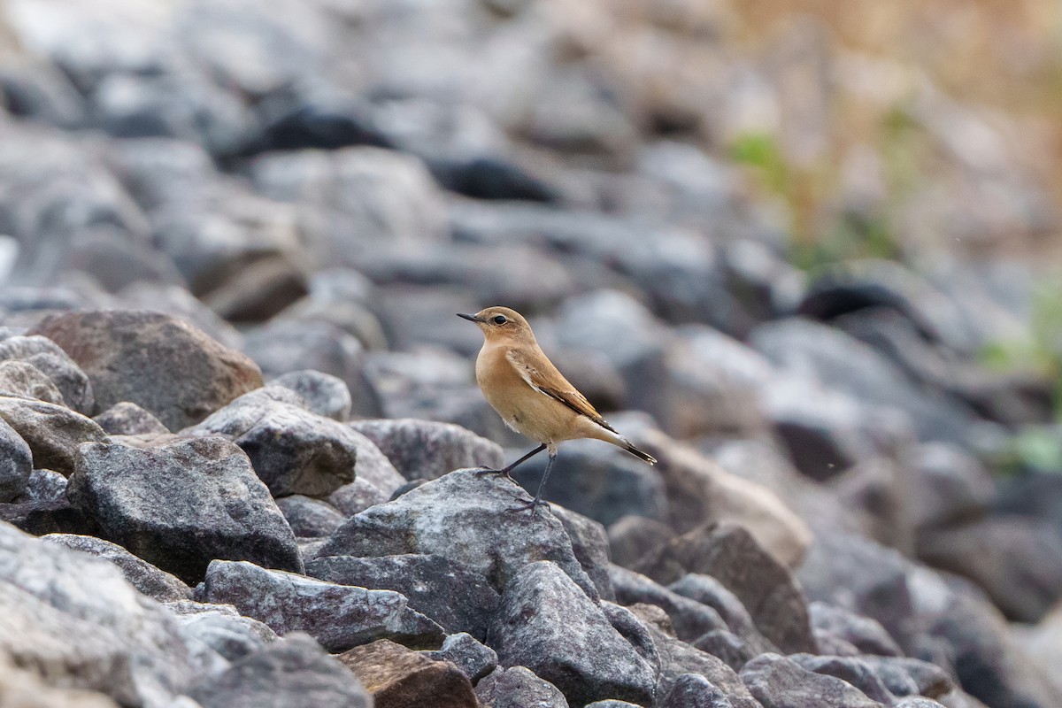 Northern Wheatear - Suzanne Kavic