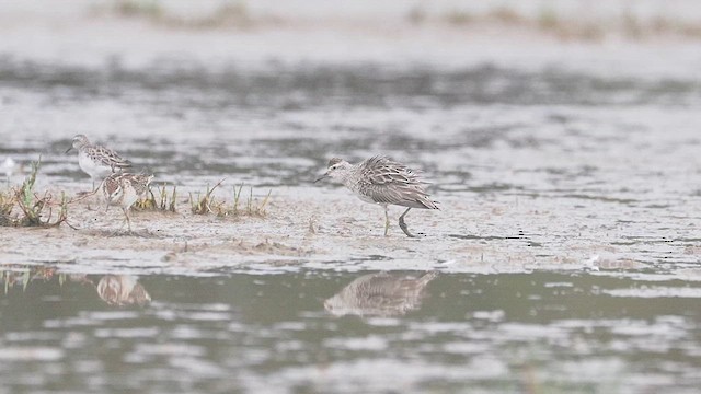 Sharp-tailed Sandpiper - ML612905042