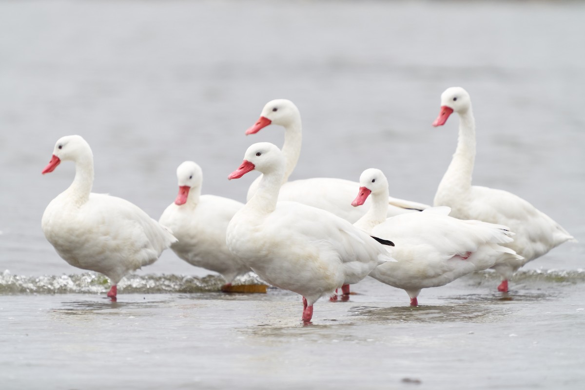 Coscoroba Swan - ML612905055