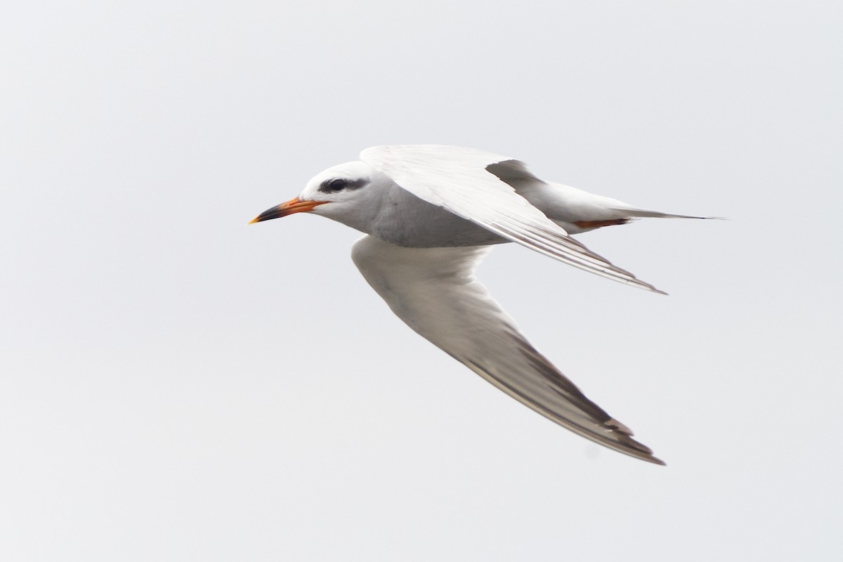 Snowy-crowned Tern - ML612905072