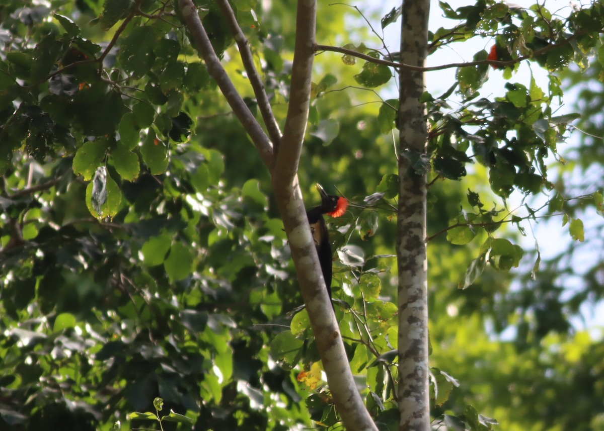 White-bellied Woodpecker - Thomas Plath