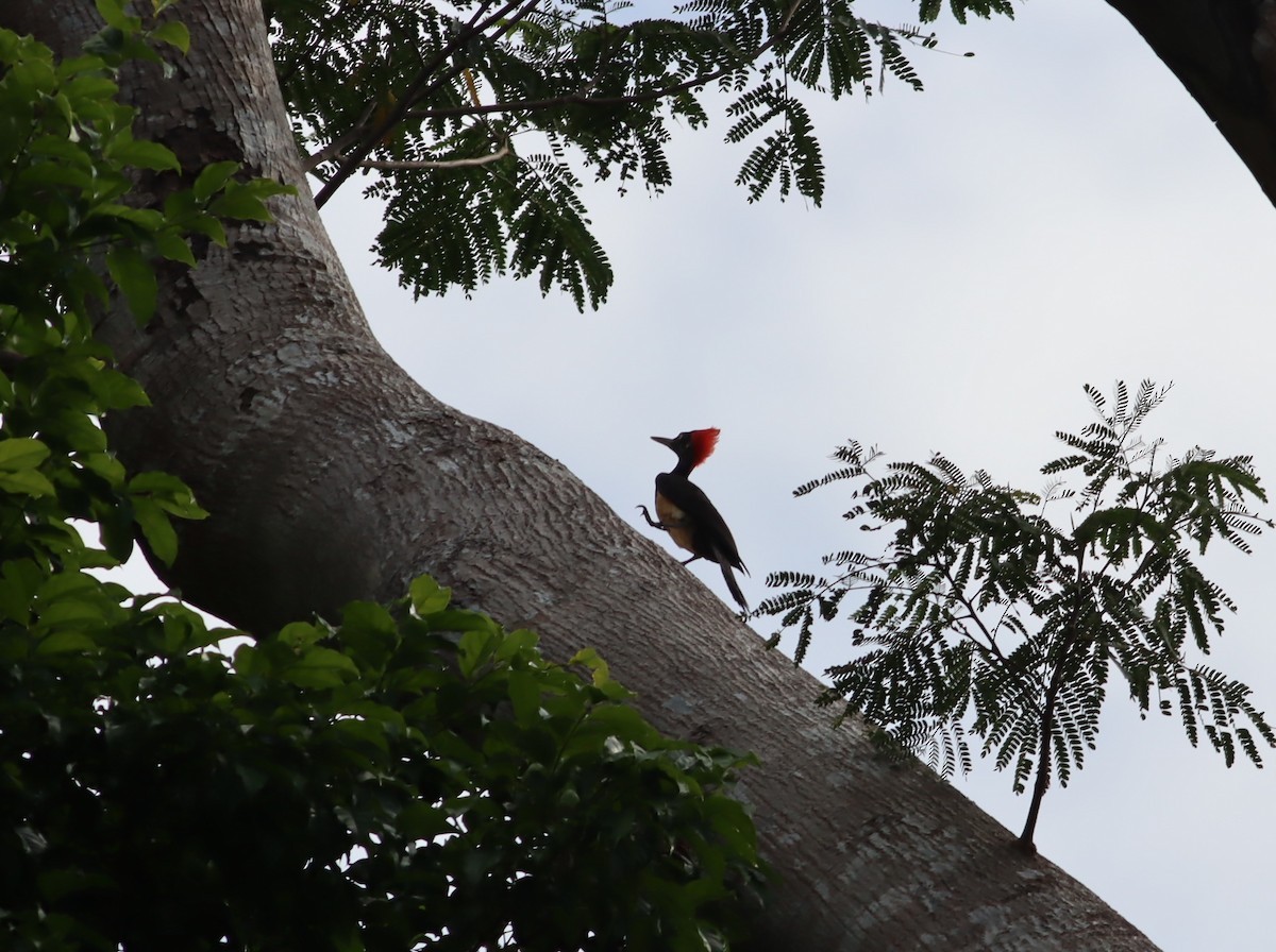 White-bellied Woodpecker - Thomas Plath
