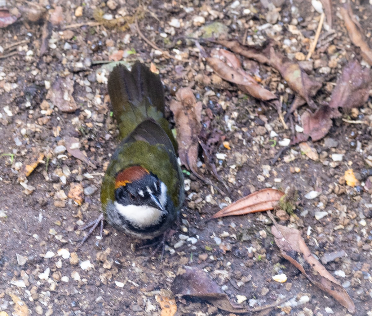 Chestnut-capped Brushfinch - ML612905162