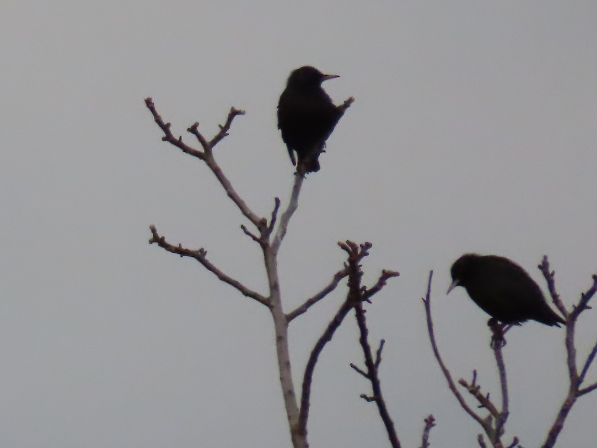 Spotless Starling - ML612905174