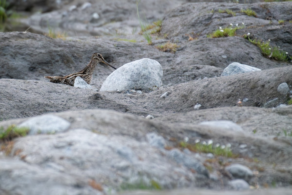 Magellanic Snipe - Rajan Rao