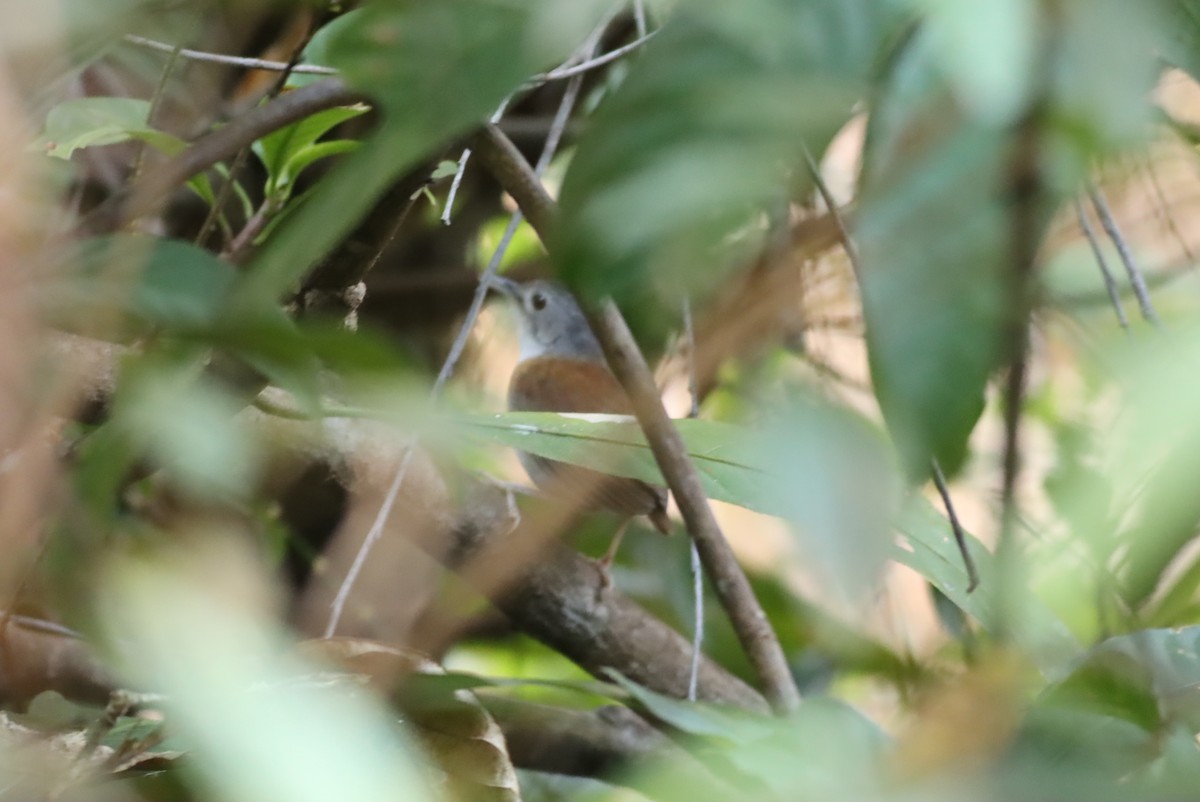 Ashy-headed Babbler - ML612905322