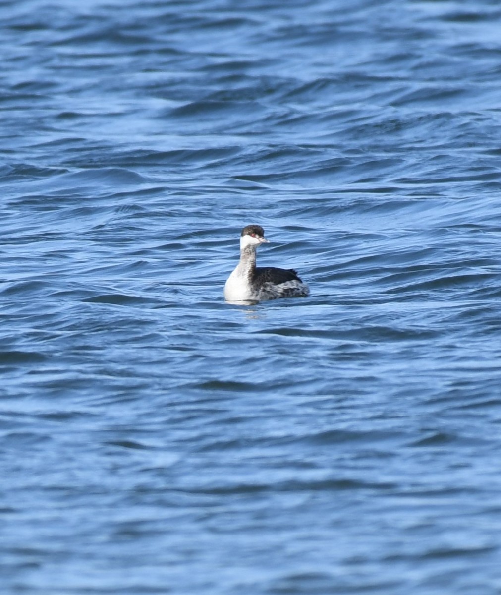 Horned Grebe - Wendy N