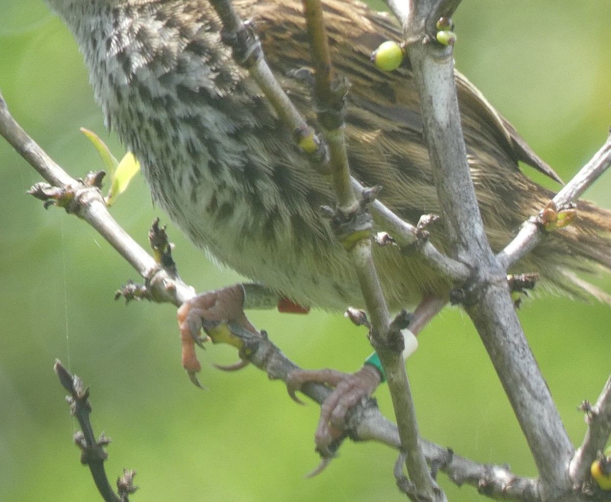 New Zealand Fernbird - ML612905361