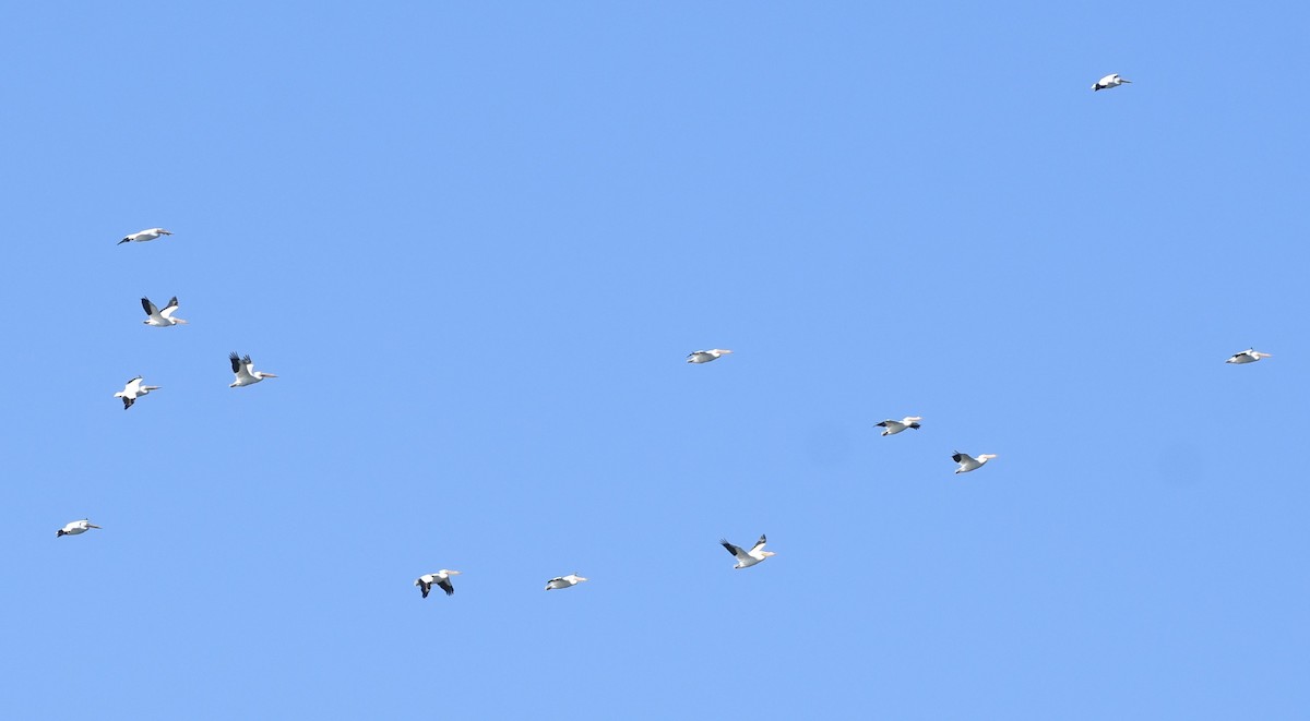 American White Pelican - ML612905370