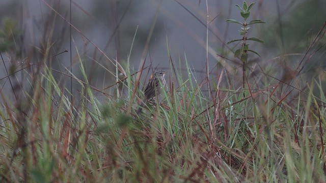 Wedge-tailed Grass-Finch - ML612905373