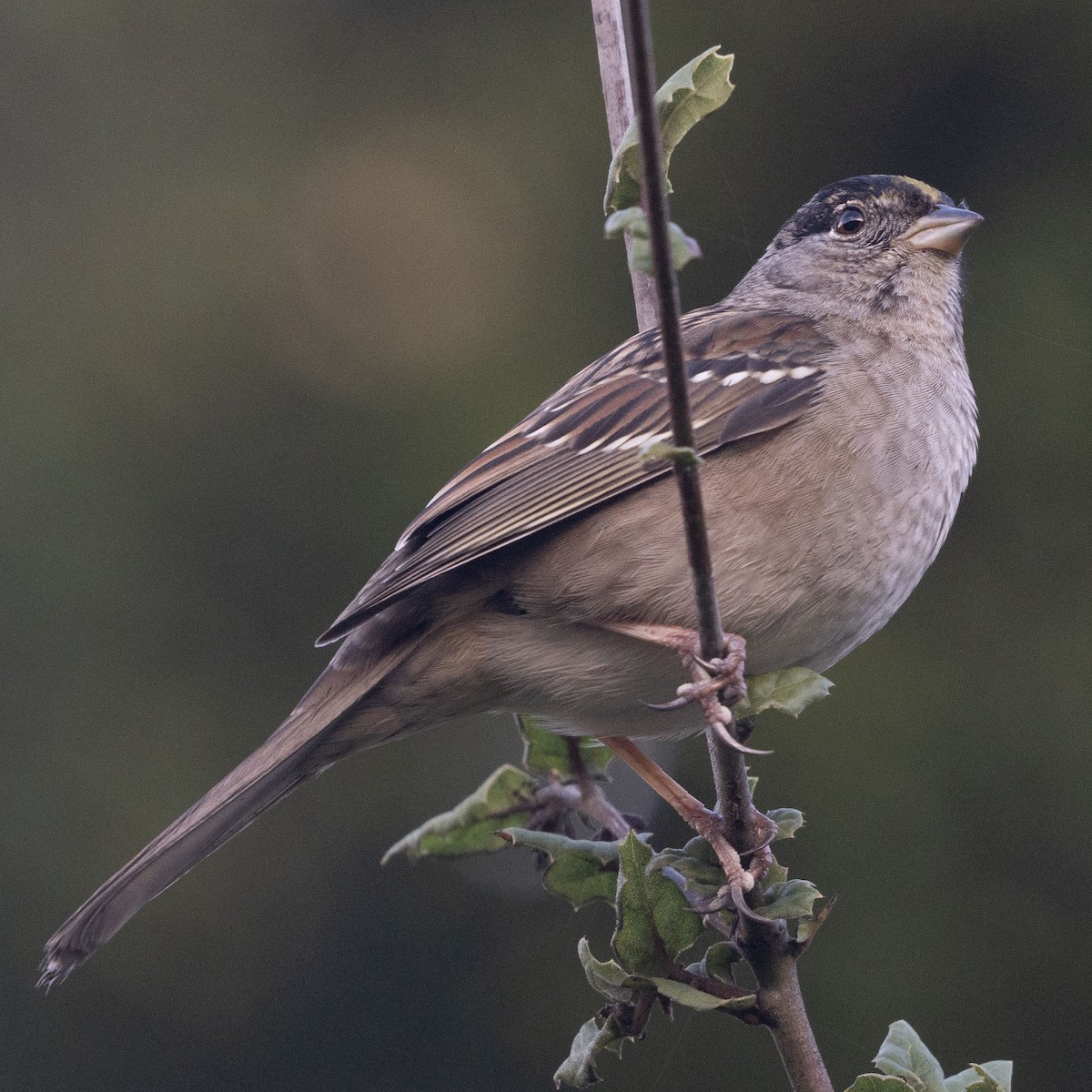 Bruant à couronne dorée - ML612905462