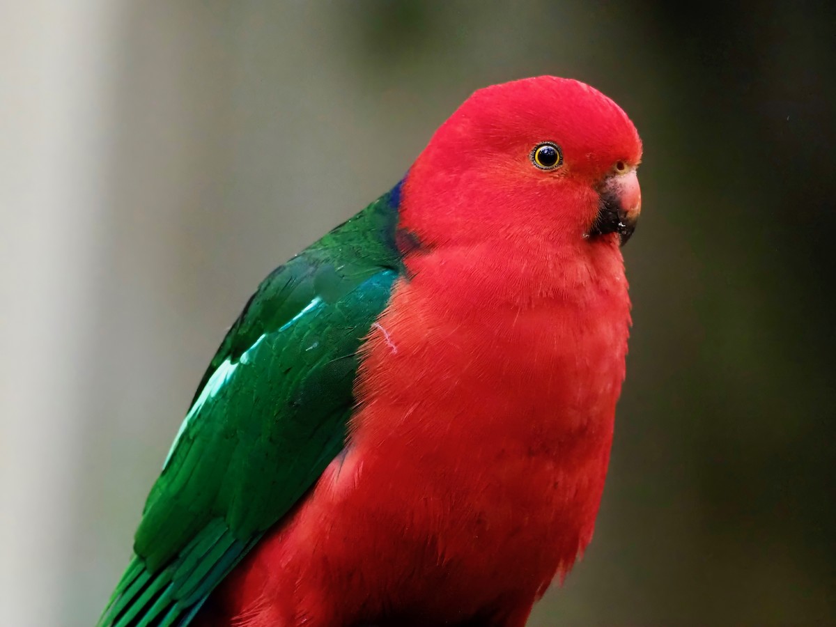 Australian King-Parrot - David Boyle