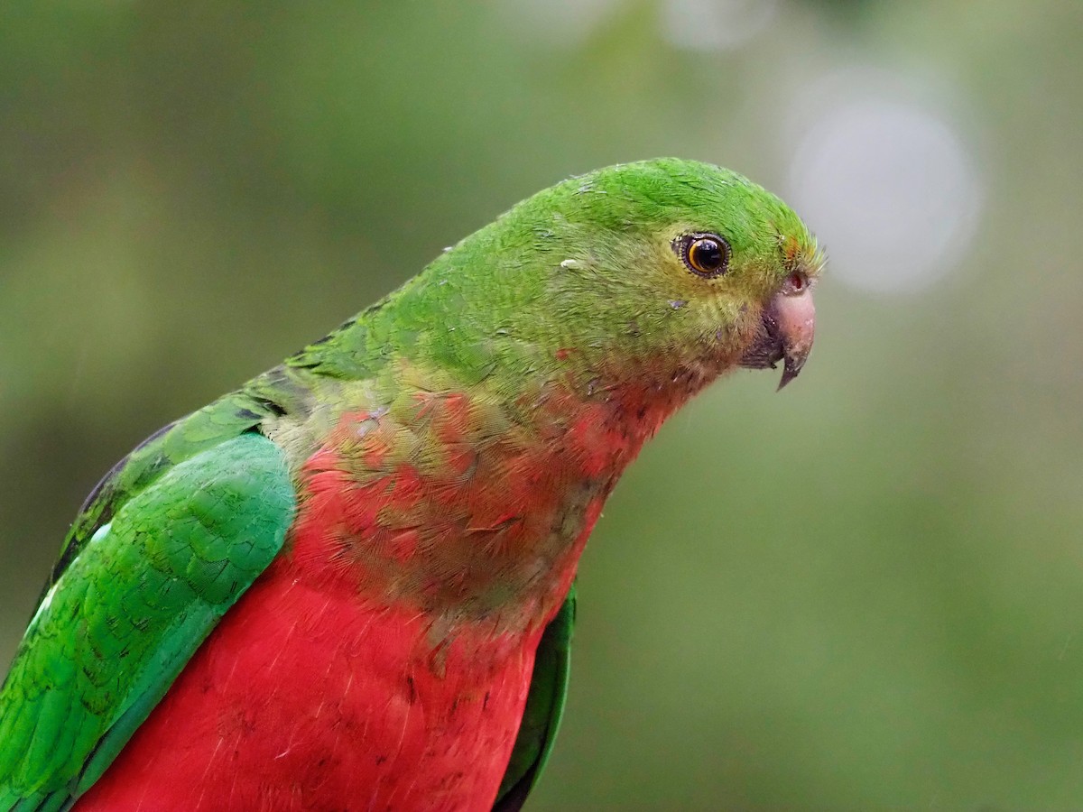 Australian King-Parrot - ML612905637