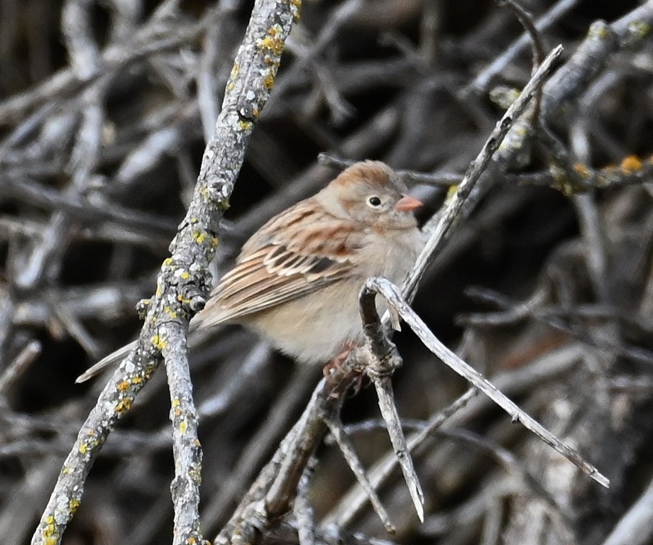 Field Sparrow - ML612905675