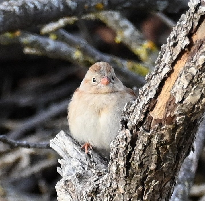 Field Sparrow - ML612905676