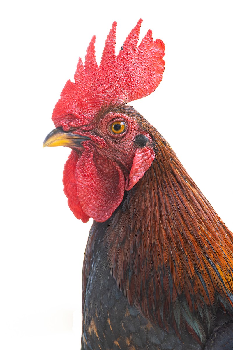 תרנגול בר (מבוית) - ML612905680