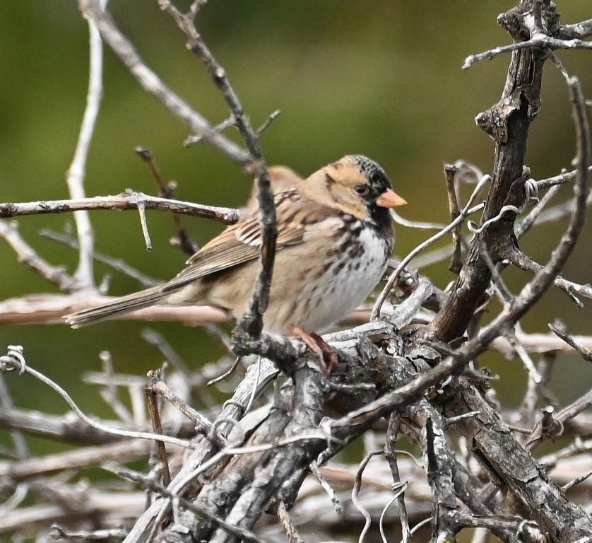 Harris's Sparrow - ML612905686