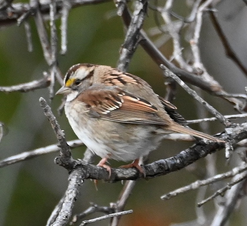 White-throated Sparrow - ML612905695