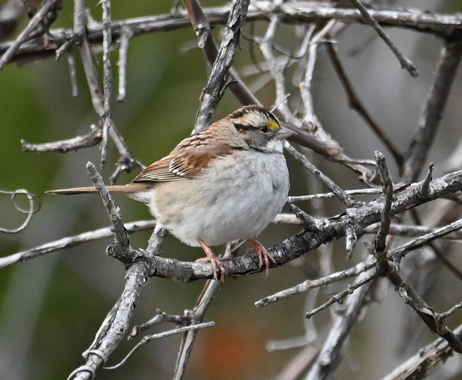 White-throated Sparrow - ML612905696