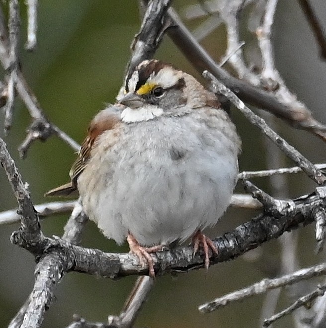 White-throated Sparrow - ML612905697