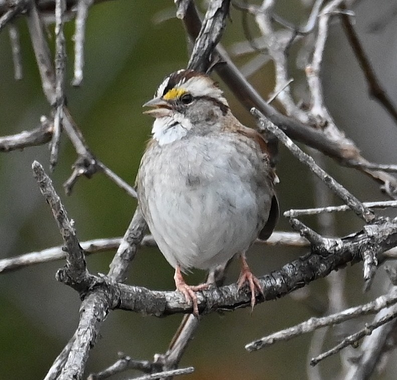 White-throated Sparrow - ML612905698