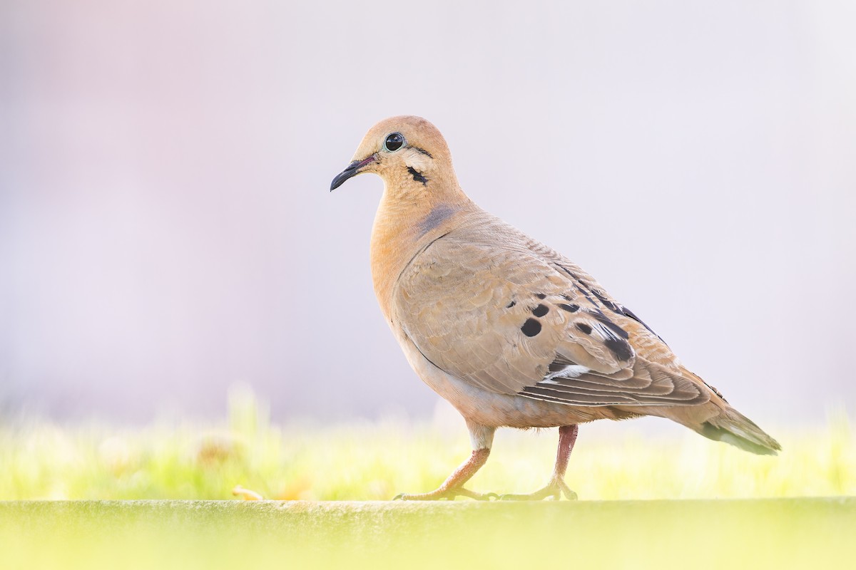 Zenaida Dove - ML612905720