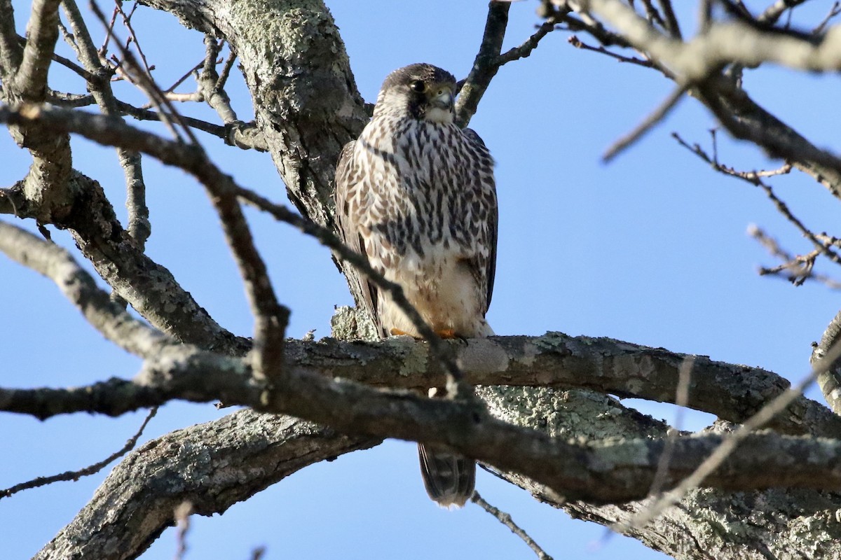 Peregrine Falcon - ML612905733