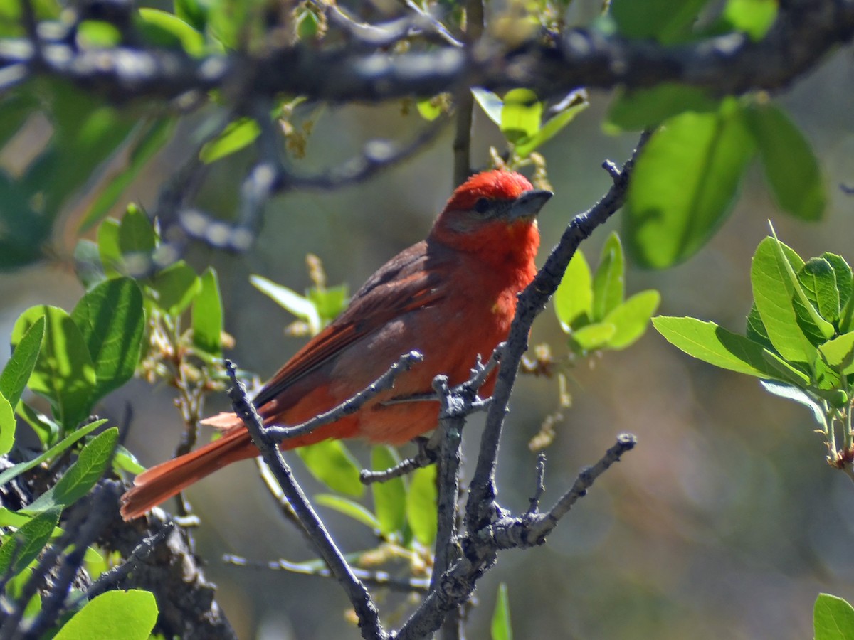 Hepatic Tanager - ML612905793
