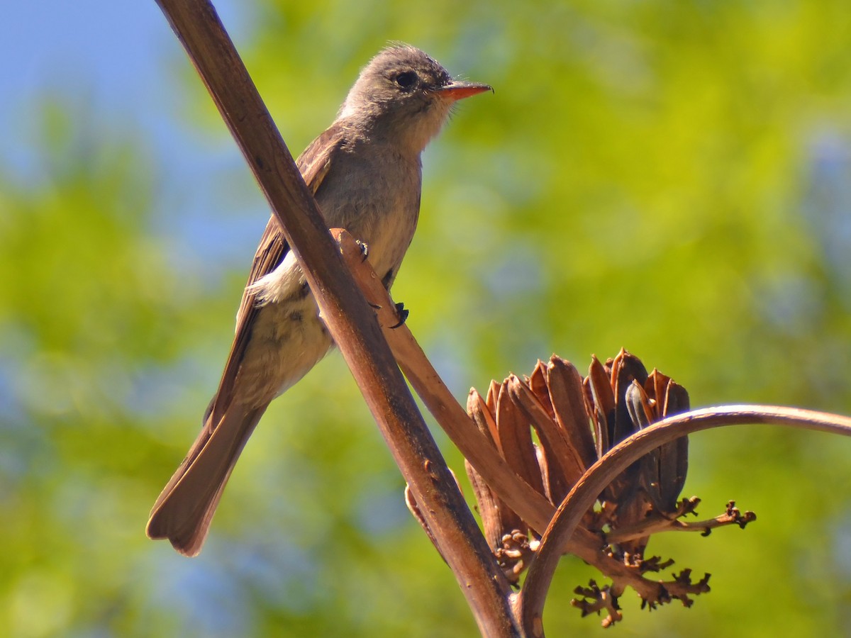 Greater Pewee - ML612905827