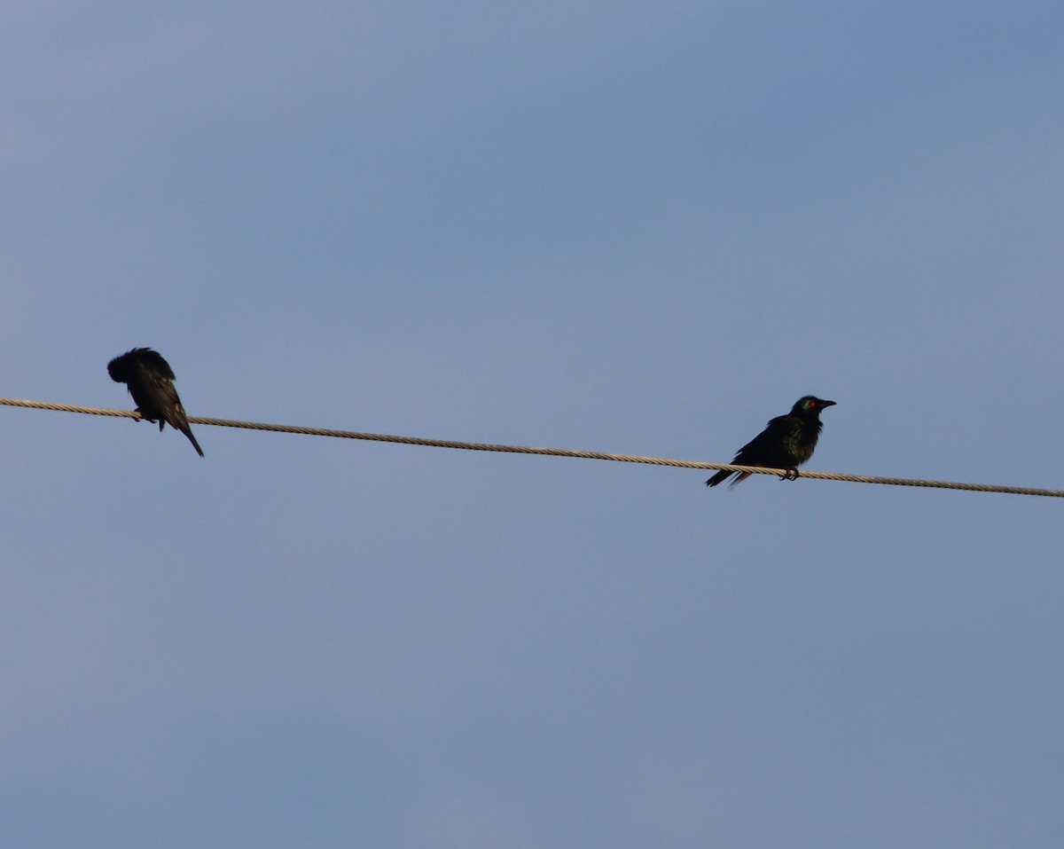 Asian Glossy Starling - ML612905912