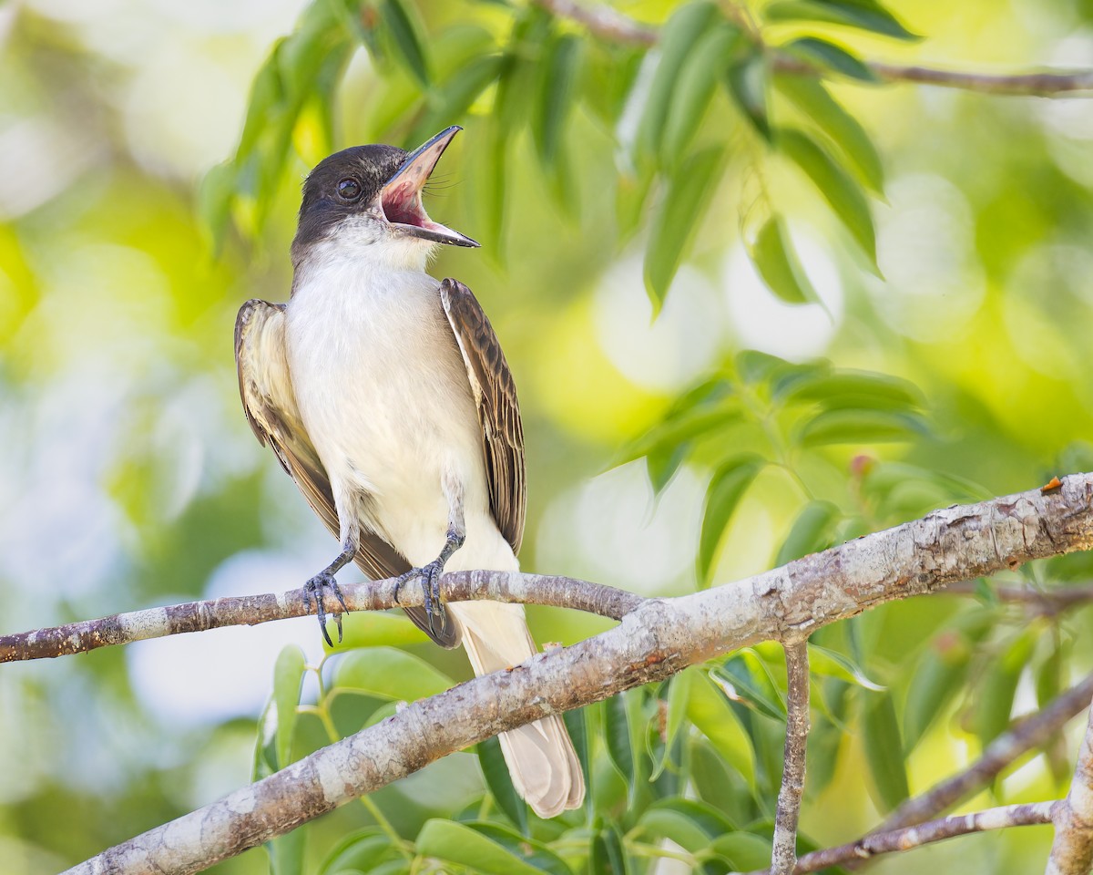 Loggerhead Kingbird (Puerto Rico) - ML612905939