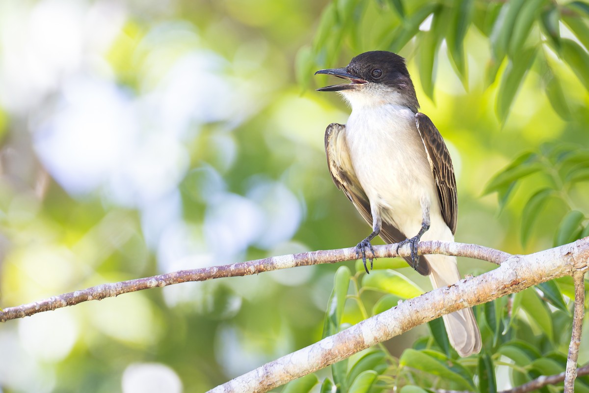 Loggerhead Kingbird (Puerto Rico) - ML612905940