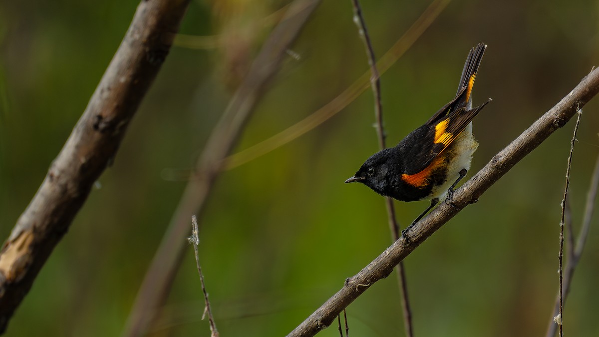 American Redstart - ML612905961