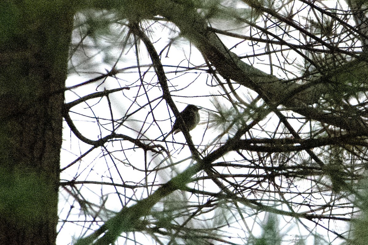 Least Flycatcher - ML612905972