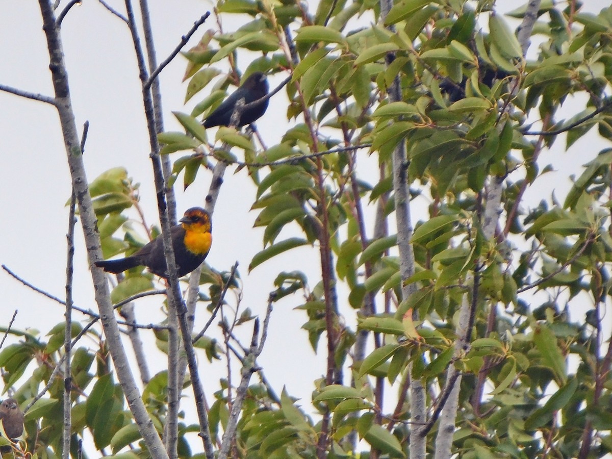 Yellow-headed Blackbird - ML612906022