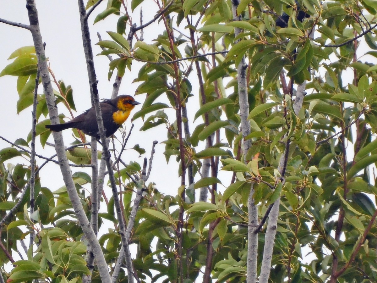 Yellow-headed Blackbird - Joel McNeal