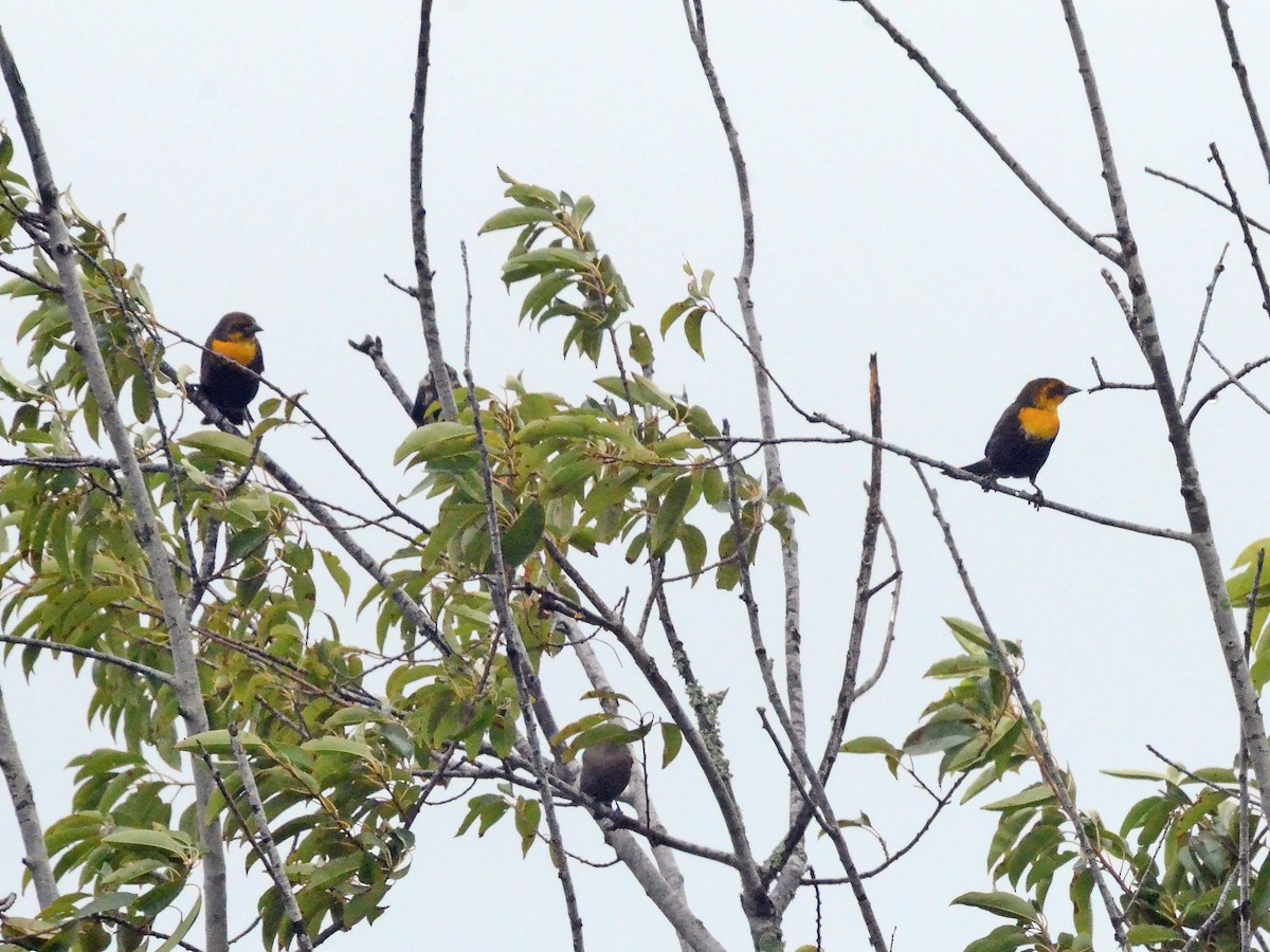 Yellow-headed Blackbird - ML612906024