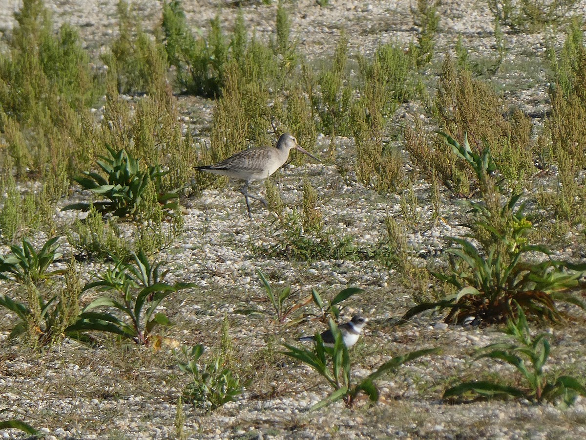 Hudsonian Godwit - ML612906050