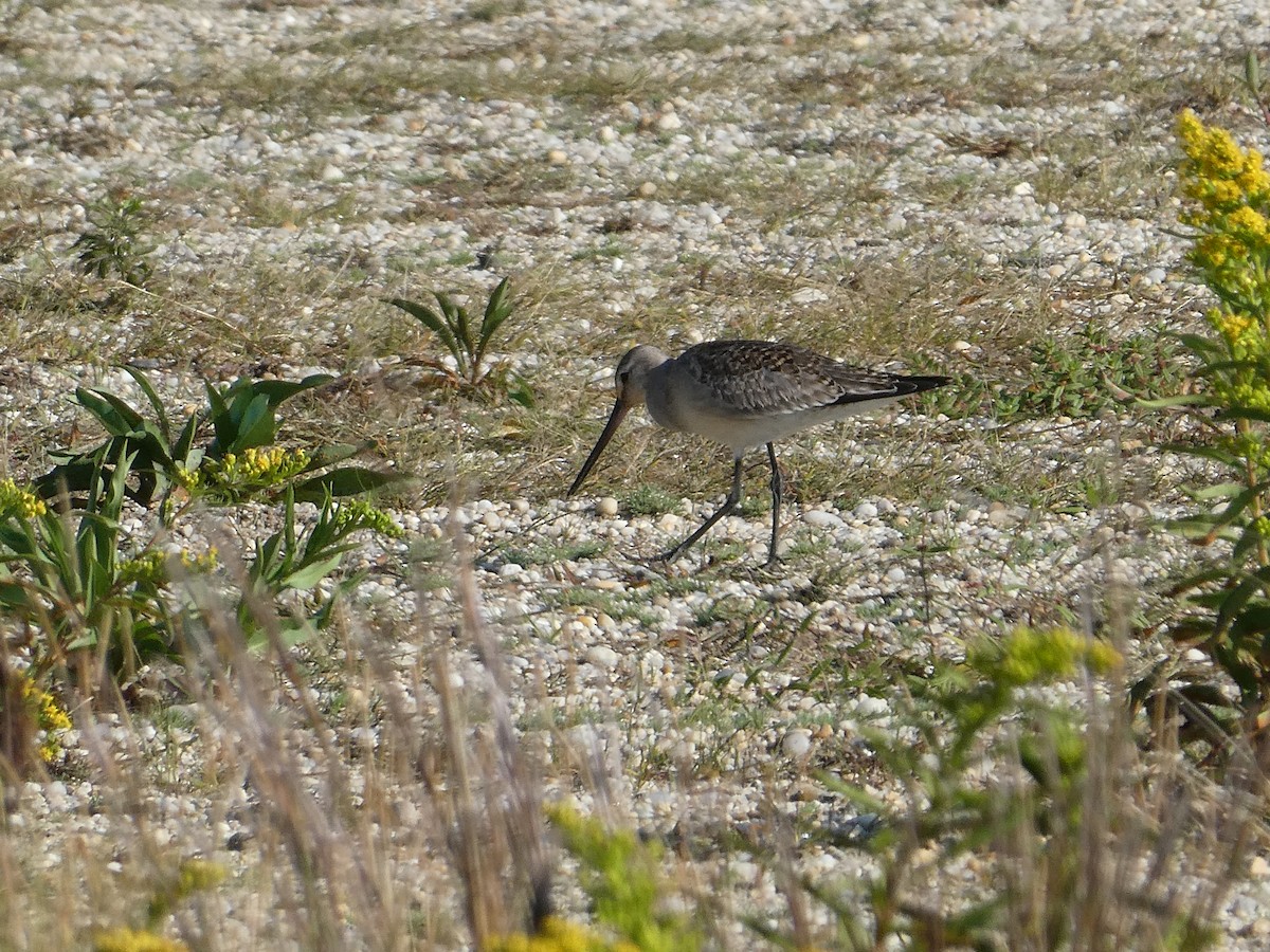 Hudsonian Godwit - ML612906060