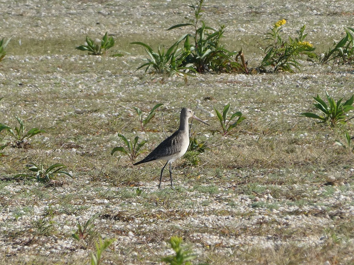 Hudsonian Godwit - ML612906062