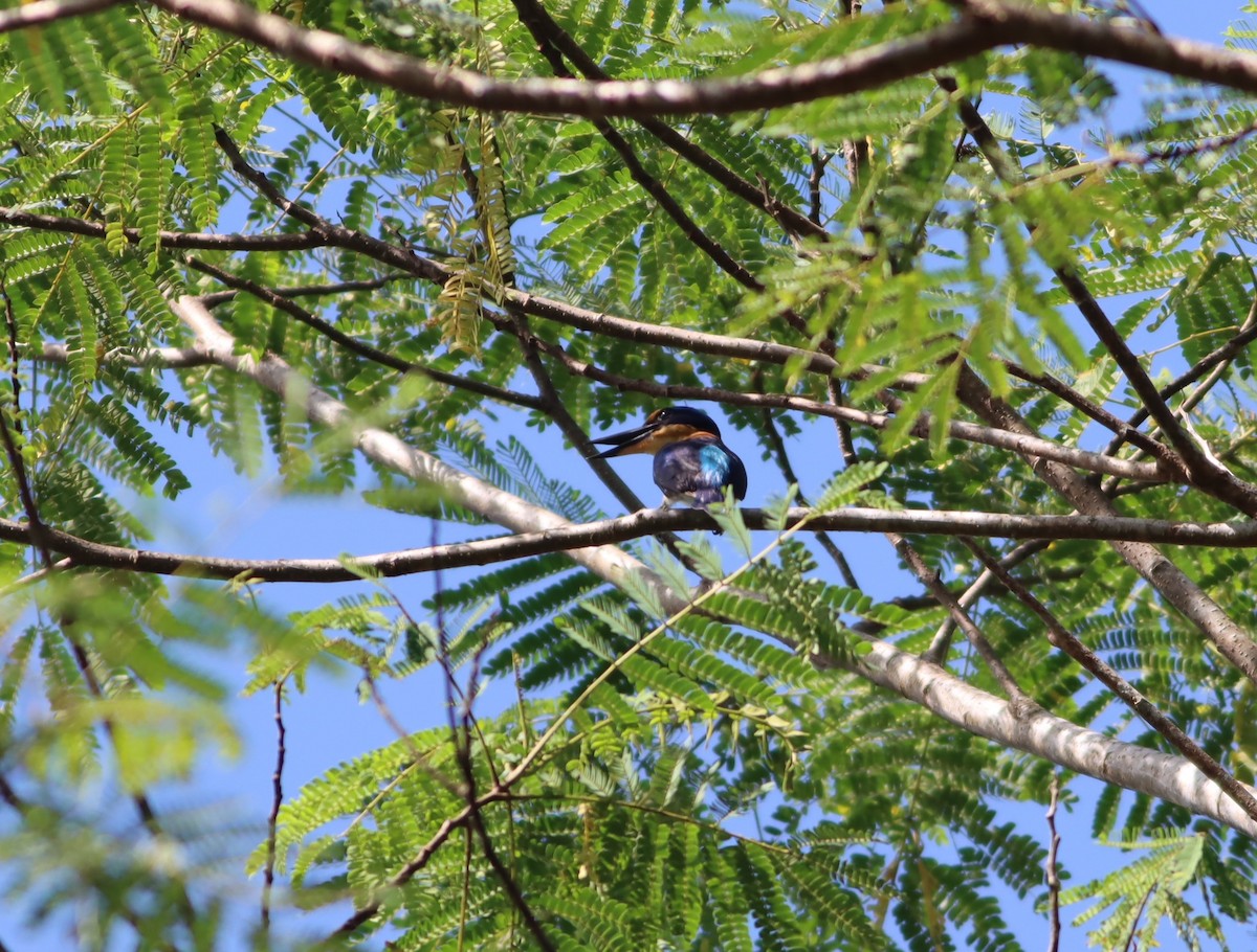 Rufous-lored Kingfisher - ML612906066