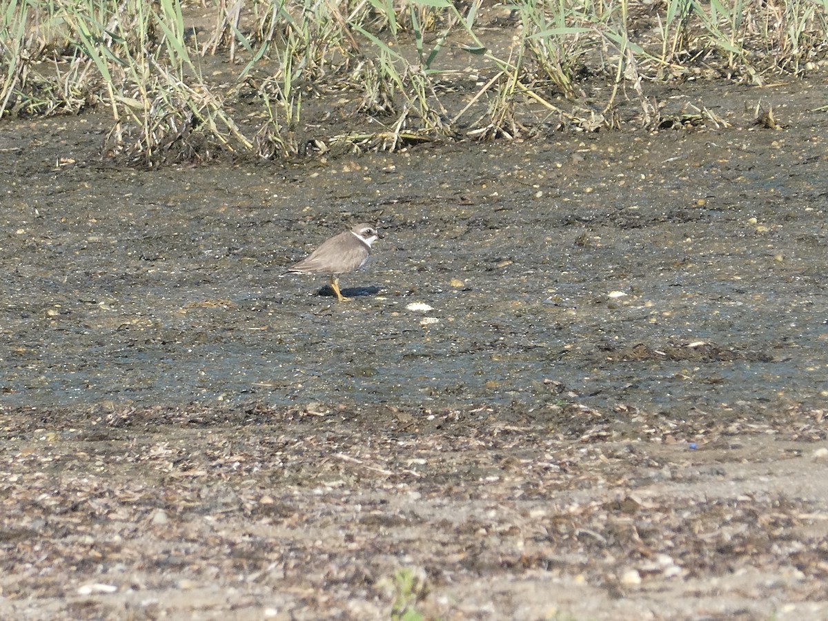 Semipalmated Plover - ML612906091
