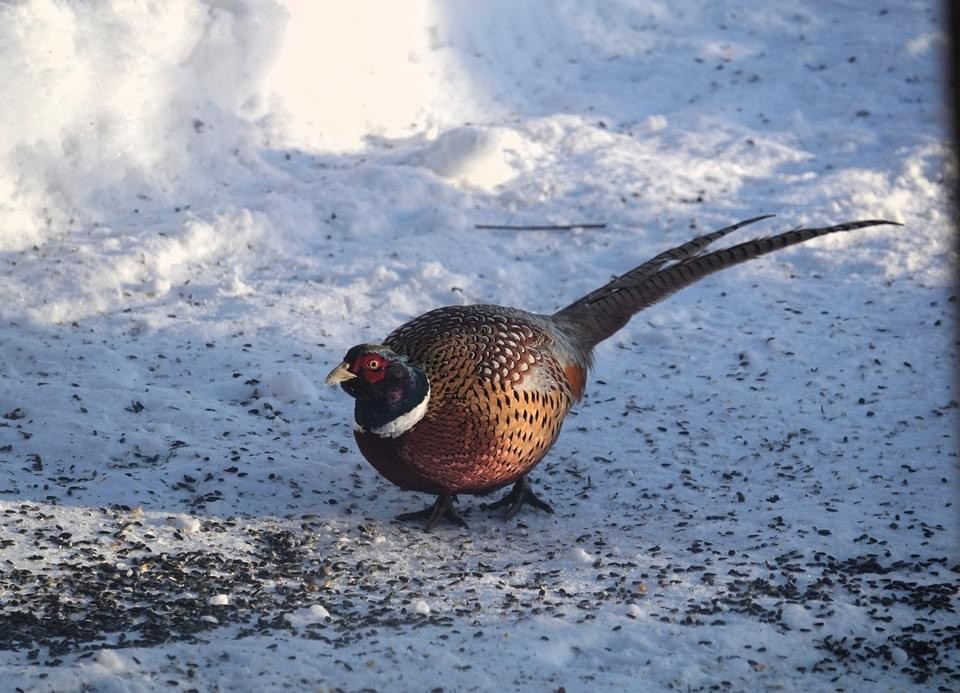 Ring-necked Pheasant - ML612906162