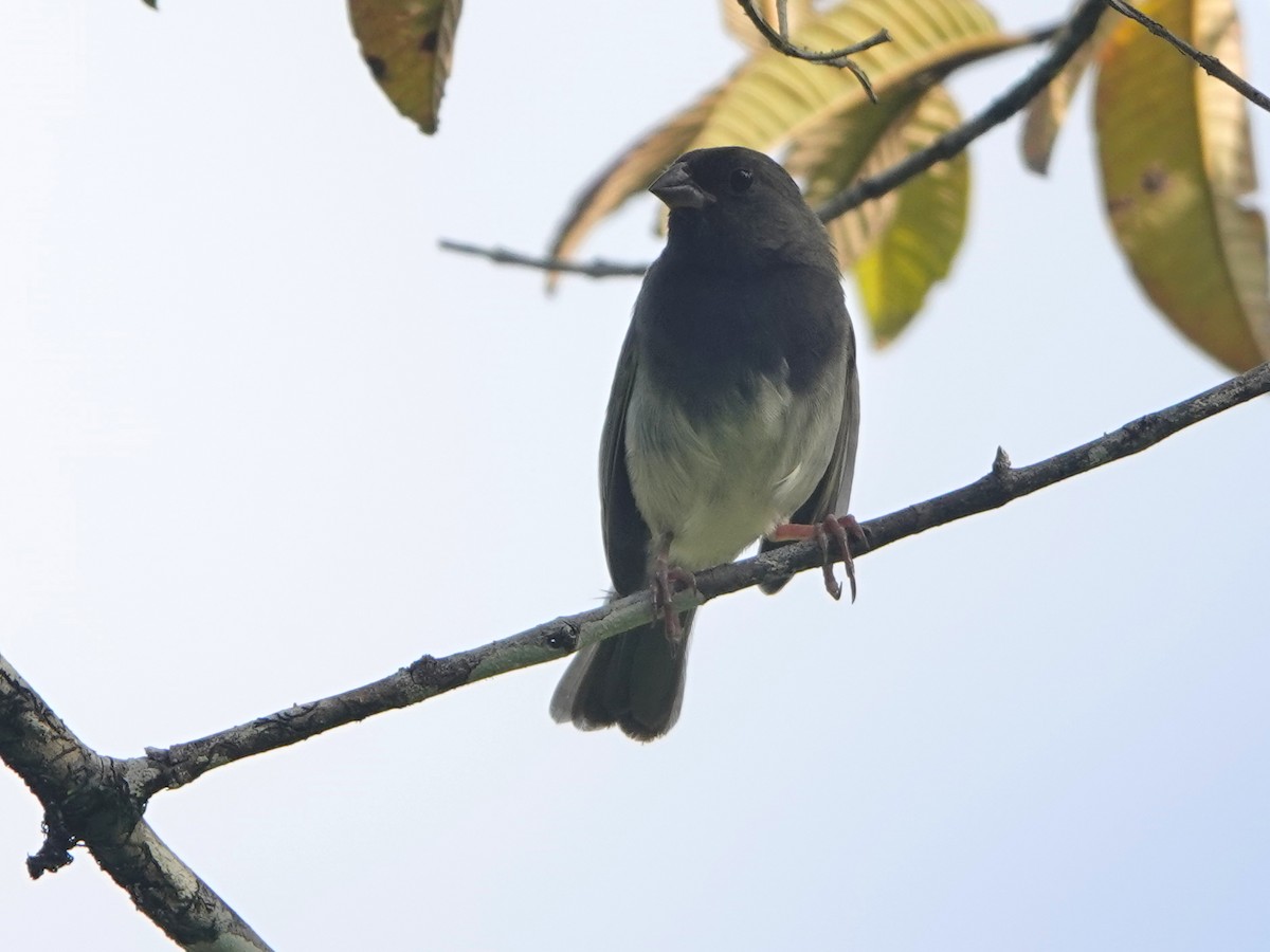 Black-faced Grassquit - ML612906184