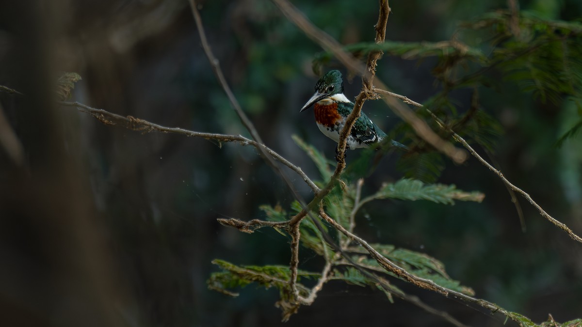 Green Kingfisher - ML612906216