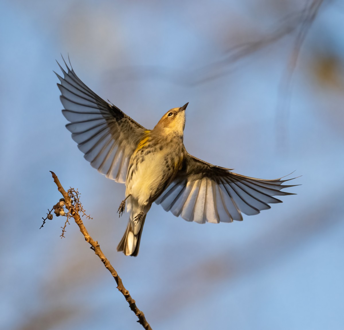 Yellow-rumped Warbler - ML612906218