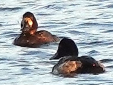 Greater Scaup - Iliana Stokes