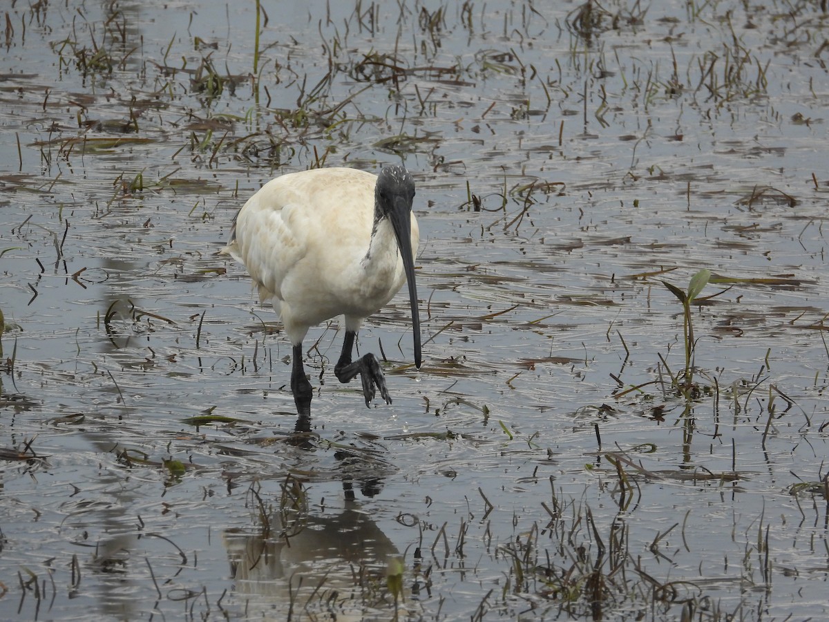 Australian Ibis - ML612906259